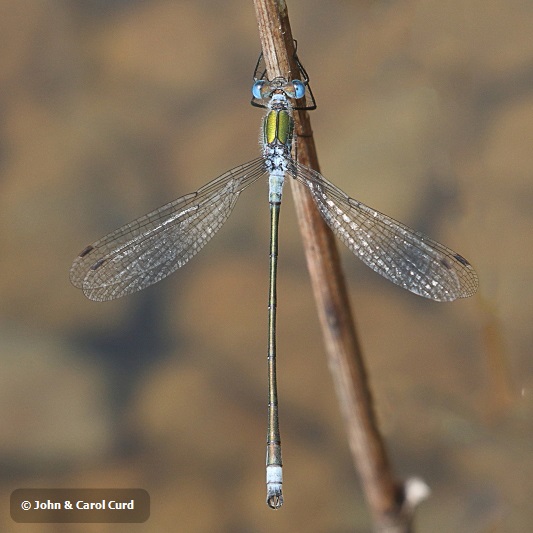 J17_2387 Lestes sponsa male.JPG